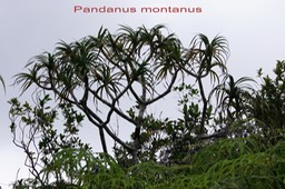Pandanus montanus- Pandanacée - B
