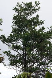 Petit  Natte - Labourdonnaisia calophylloides- Sapotacée-BM