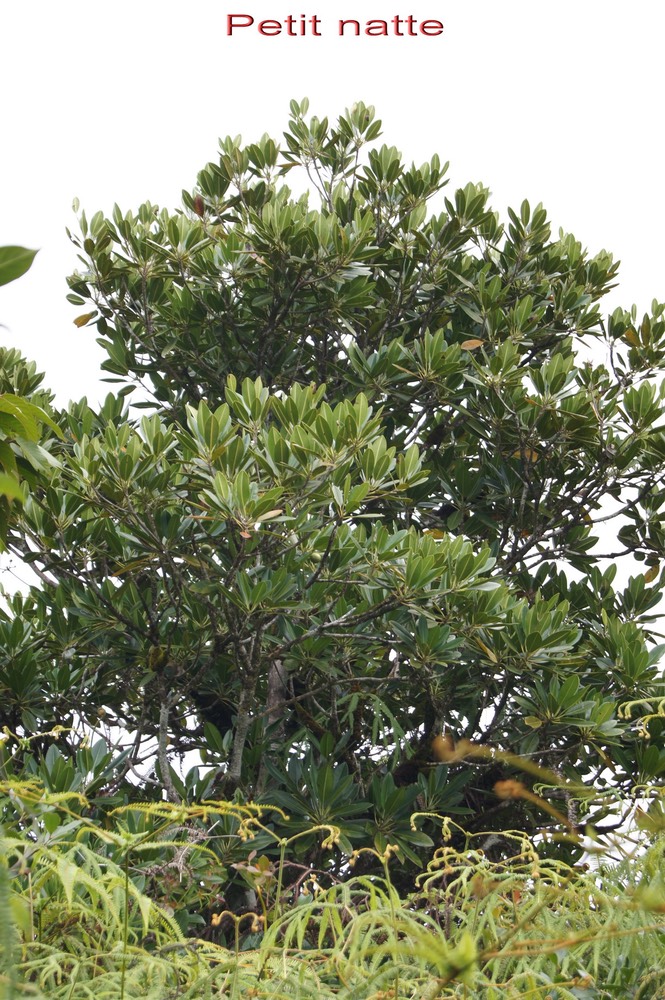 Petit natte - Labourdonnaisia calophylloides - Sapotacée