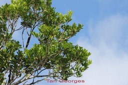 Tan Georges - Molinea alternifolia - Sapindacée - I