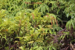 Tan rouge - Weinmannia tintoria - Cunoniacée - Masc