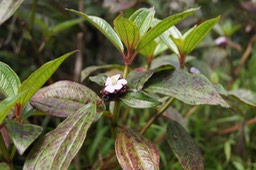Tristemma mauritianum - Mélastomatacée - exo