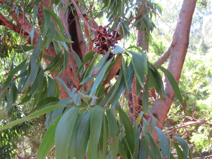 12-Acacia auriculiformis - - Fabaceae - Australie, d'Indonésie et de Papouasie-Nouvelle-Guinée