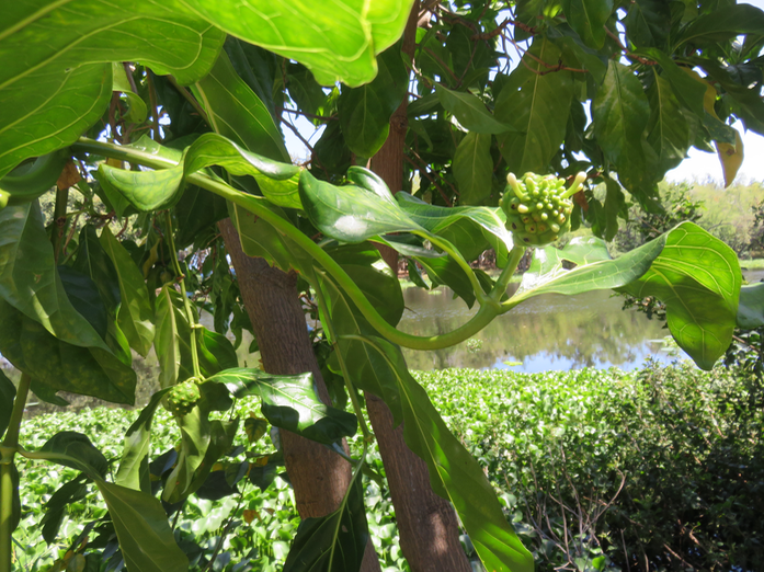 14-Fruit en formation Morinda citrifolia L. - Noni. Nono. Malaye.  - Rubiacées
