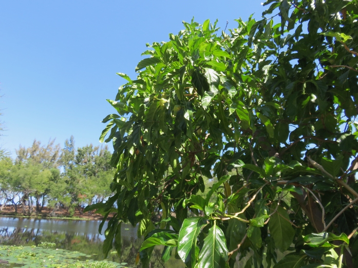 15 Fruit en formation Morinda citrifolia L. - Noni. Nono. Malaye.  - Rubiacées