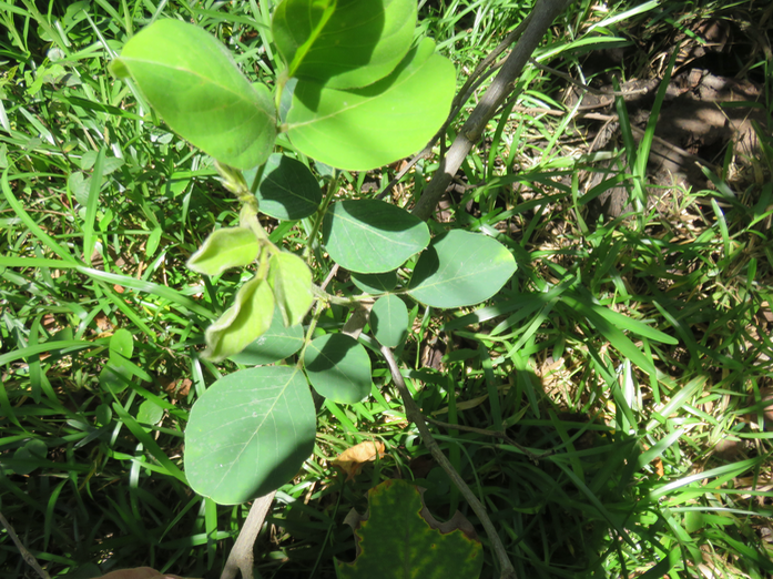 31-Dendrolobium umbellatum (L.) Benth - Bois malgache - Fabaceae