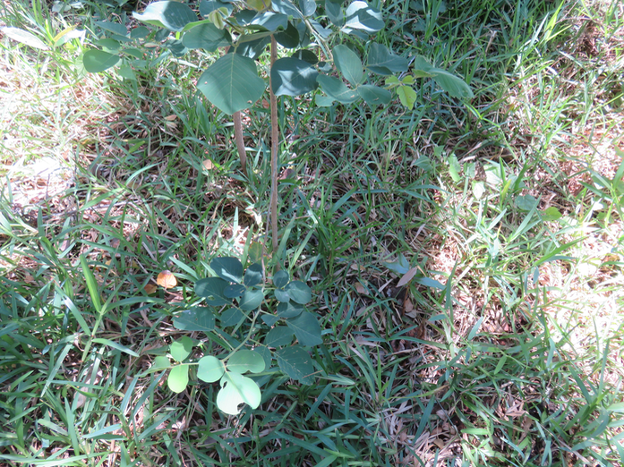 33-Dendrolobium umbellatum (L.) Benth - Bois malgache - Fabaceae
