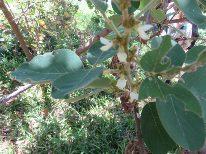 34-Fleurs de Dendrolobium umbellatum (L.) Benth - Bois malgache - Fabaceae