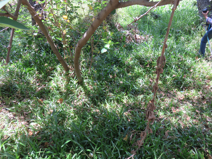 35-Graines Dendrolobium umbellatum (L.) Benth - Bois malgache - Fabaceae