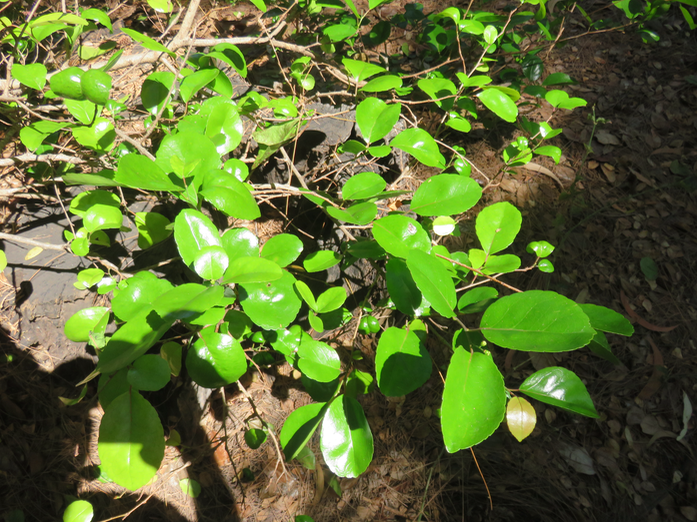 7-Flacourtia indica (Burm. f.) Merr. - Prune malgache - Salicaceae - Exotique