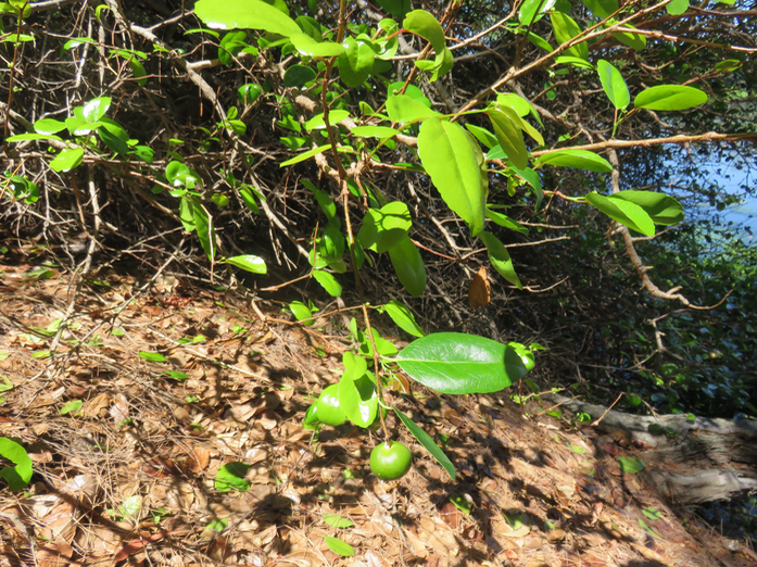 9-??? Flacourtia indica (Burm. f.) Merr. -Fruit  Prune malgache - Salicaceae - Exotique