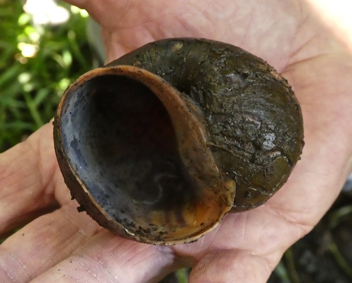 coquille d'ampullaire /escargot d'eau douce . Pomaceae canaliculata . espèce invasive ;P1650100
