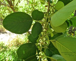 Dendrolobium umbellatum . bois malgache .fabaceae .indigène ?  P1650124
