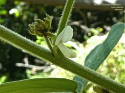 Dendrolobium umbelletum. bois malgache . fabaceae .P1650085