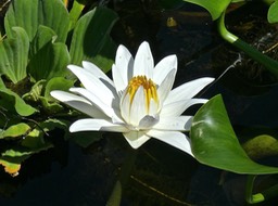 fleur de nymphea au milieu des laitues d'eau et jacinthes d'eau P1650024