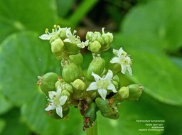 Hydrocotyle bonariensis .herbe tam-tam .araliaceae .espèce envahissante P1650071