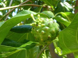 Morinda citrifolia. noni. malaye. rubiaceae .P1640976