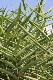 Bambou balai - Thysanolaena latifolia - Poacée- exo