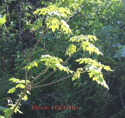 Bois d'Ortie- Obetia ficifolia- Urticacée- B