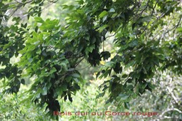 Bois dur ou Corce rouge- Securinega durissima- Euphorbiacée- I