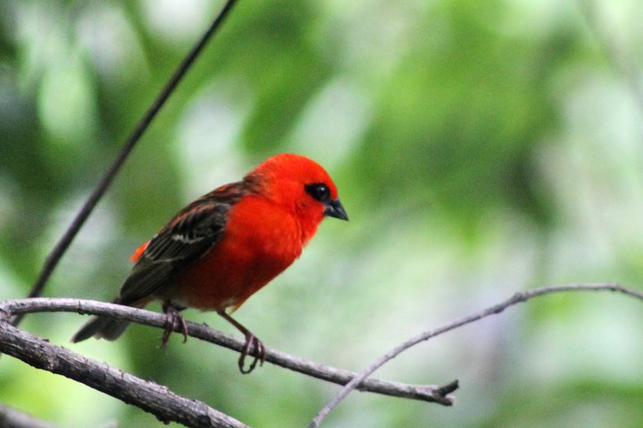 Cardinal-2