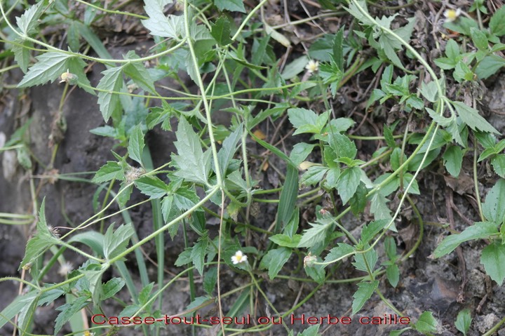 Casse-tout-seul ou Herbe caille- Tridax procumbens - Astéracée- exo