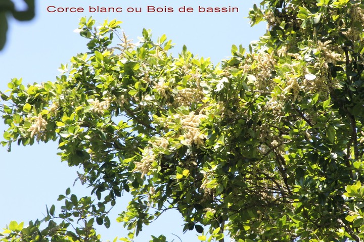 Corce blanc ou Bois de bassin- Homalium panniculatum- Salicacée - BM