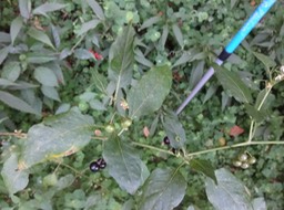 DSC03791 Solanum nigrum Brède morele