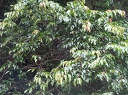 DSC03794 1 Securigena durissima Corce ro uge Bois dur Euphorbiacée End Mascar