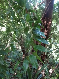 DSC03794 3 Securigena durissima Corce r ouge Bois dur Euphorbiacée End Masc