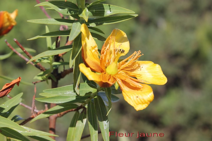 Fleur Jaune - Hypericum lanceolatum subsp.angustifolium- Hypéricacée- I