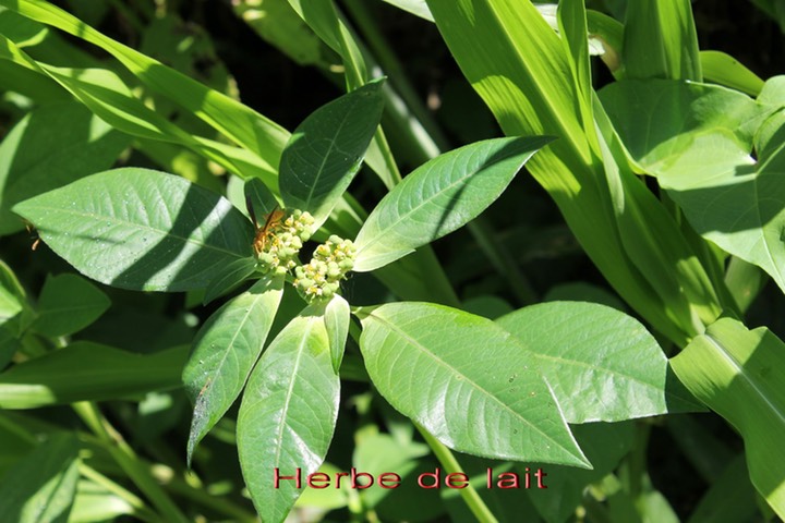 Herbe de lait- Euphorbia heterophylla- Euphorbiacée- exo