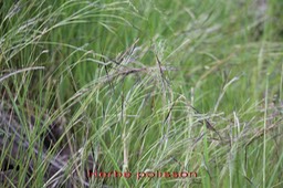 Herbe polisson- Heteropogon contortus - Poacée- exo