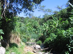 Au creux de la ravine, azur et luxuriance tropicale IMG_0708
