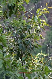 Jamblon- Syzygium cumini- Myrtacée- exo