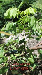 Jeune Longani- Dimocarpus longan- Sapindacée- exo