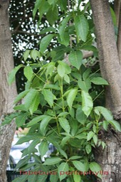 Poirier des Antilles- Tabebuia pentaphylla - Bignoniacée- exo