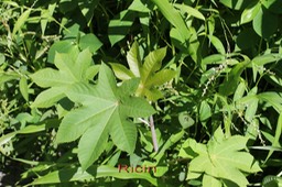 Ricin- Ricinus communis - Euphorbiacée- exo