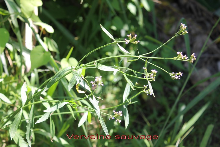 Verveine sauvage- Verbena bonnariensis- Verbénacée- exo