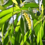 Acacia auriculiformis Fabaceae Australie .jpeg