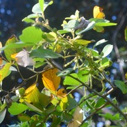 Dendrolobium umbellatum Bois malgache F abaceae Indigène La Réunion 8769.jpeg