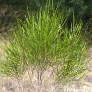Dodonaea viscosa Bois d'arnette Sapin daceae Indigène La Réunion 8843.jpeg