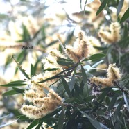 Melaleuca quinquenervia Niaouli Myrtaceae Australie, Nouvelle-Calédonie 8830-1.jpeg