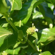 Morinda citrifolia Noni Rubiaceae Océan pacifique .jpeg