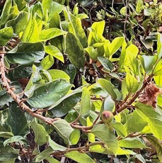 Ficus pumila.ficus rampant.moraceae.espèce cultivée..jpeg