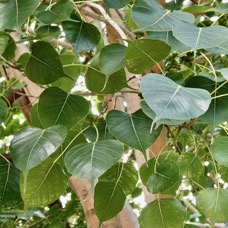 Ficus religiosa L.arbre bo.moraceae.espèce cultivée.potentiellement envahissant..jpeg