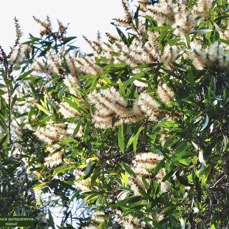 Melaleuca quinquenervia.niaouli.myrtaceae.stenonaturalisé?potentiellement envahissant. (1).jpeg