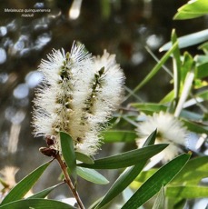 Melaleuca quinquenervia.niaouli.myrtaceae.stenonaturalisé?potentiellement envahissant..jpeg