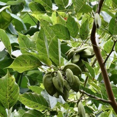 Pongamia pinnata.pongame.fabaceae.exotique cultivé..jpeg