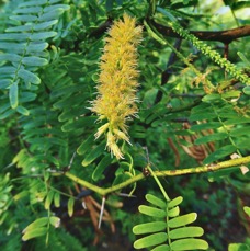 Prosopis juliflora.épinard.zacassi.fabaceae.espèce cultivée.amphinaturalisé.très envahissant. (1).jpeg